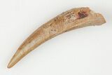 1.1" Fossil Pterosaur (Siroccopteryx) Tooth - Morocco - #203414-1